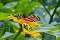 DANAIDAE, Danaus plexippus